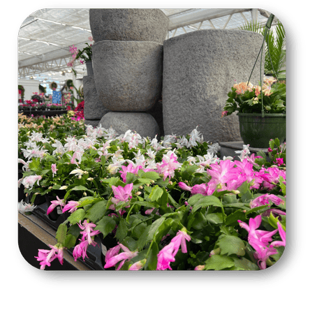 pink and white flowering christmas cactus plants in a greenhouse setting at Dewayne's in Selma, NC minutes from Raleigh, Cary, Clayton, Garner, Smithfield, Goldsboro
