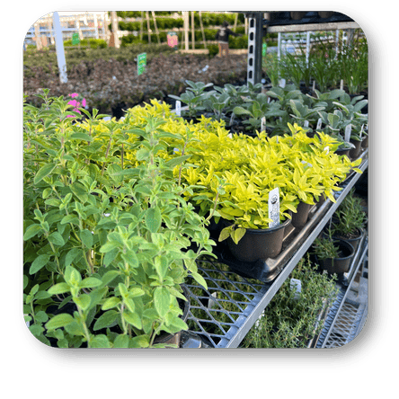 Herbs and vegetables starters  in the garden center at Dewayne's in Selma, NC minutes from Raleigh, Cary, Clayton, Garner, Smithfield, Goldsboro