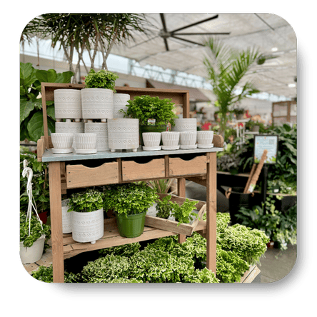 Wooden potting bench with various potted plants in a greenhouse at Dewayne's in Selma, NC minutes from Raleigh, Cary, Clayton, Garner, Smithfield, Goldsboro