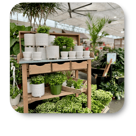 Wooden potting bench with various potted plants in a greenhouse at Dewayne's in Selma, NC minutes from Raleigh, Cary, Clayton, Garner, Smithfield, Goldsboro