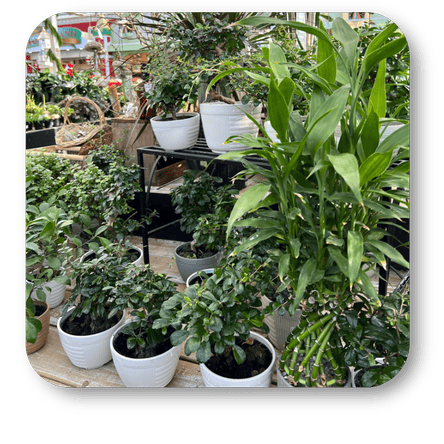 Various indoor potted plants  in the greenhouse atrium at Dewayne's in Selma, NC minutes from Raleigh, Cary, Clayton, Garner, Smithfield, Goldsboro