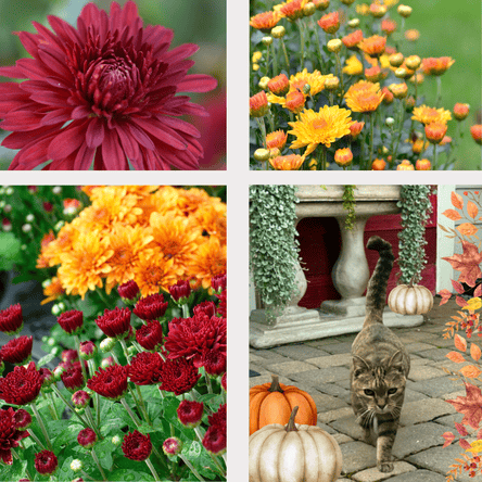 Collage of mums and  our cat Rosie at Dewayne's in Selma, NC