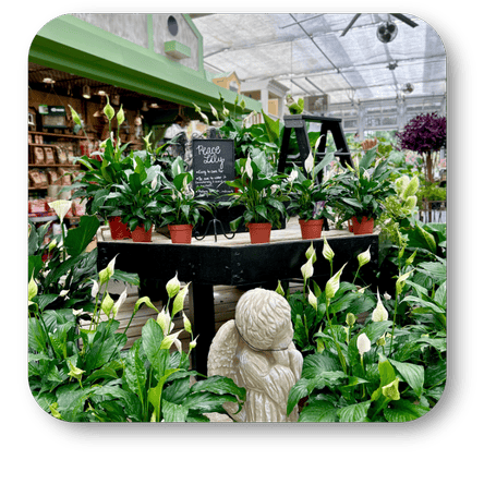 Indoor Peace Lilly plants in a greenhouse setting with a statue and table at Dewayne's in Selma, NC minutes from Raleigh, Cary, Clayton, Garner, Smithfield, Goldsboro