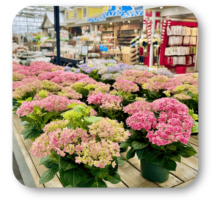 Potted pink and lavender hydrangeas in the greenhouse atrium at Dewayne's in Selma, NC minutes from Raleigh, Cary, Clayton, Garner, Smithfield, Goldsboro 