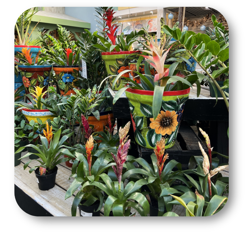 Display of potted plants with colorful bromeliads  in the greenhouse atrium at Dewayne's in Selma, NC minutes from Raleigh, Cary, Clayton, Garner, Smithfield, Goldsboro