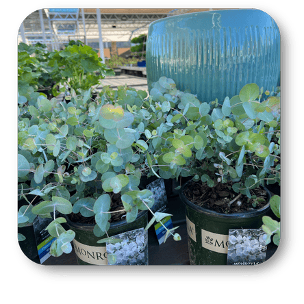 Potted Eucalyptus plants in the garden center at Dewayne's in Selma, NC minutes from Raleigh, Cary, Clayton, Garner, Smithfield, Goldsboro 