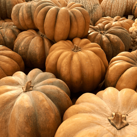 soft pastel orange pumpkins at Dewayne's in Selma, NC