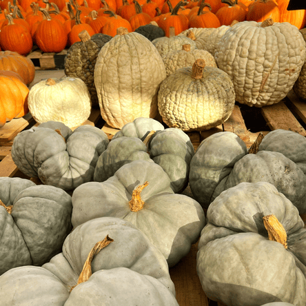 Collection of pumpkins including green and orange varieties at Dewayne's in Selma, NC