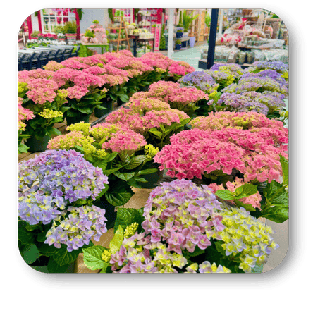 vibrant pink and purple hydrangeas in the greenhouse atrium at Dewayne's in Selma, NC minutes from Raleigh, Cary, Clayton, Garner, Smithfield, Goldsboro 
