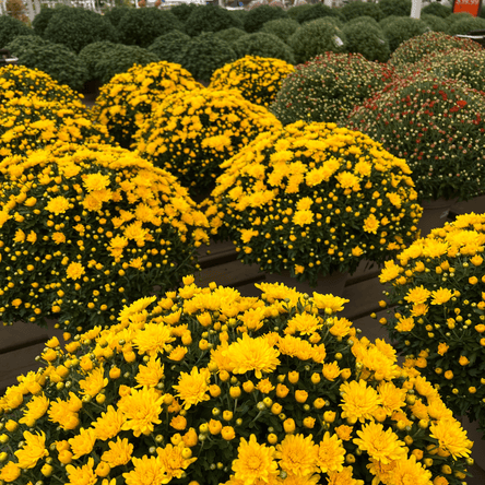 large yellow mums in the garden center at Dewayne's
