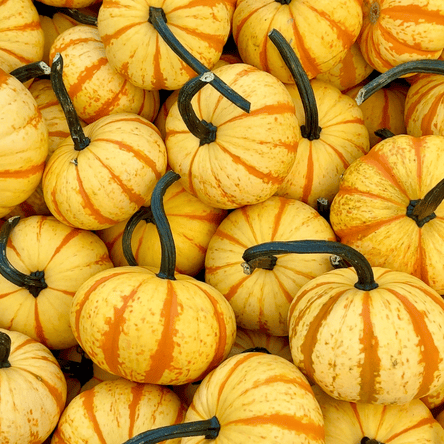 Stack of blaze and fireball pumpkins with orange and yellow stripes at Dewayne's